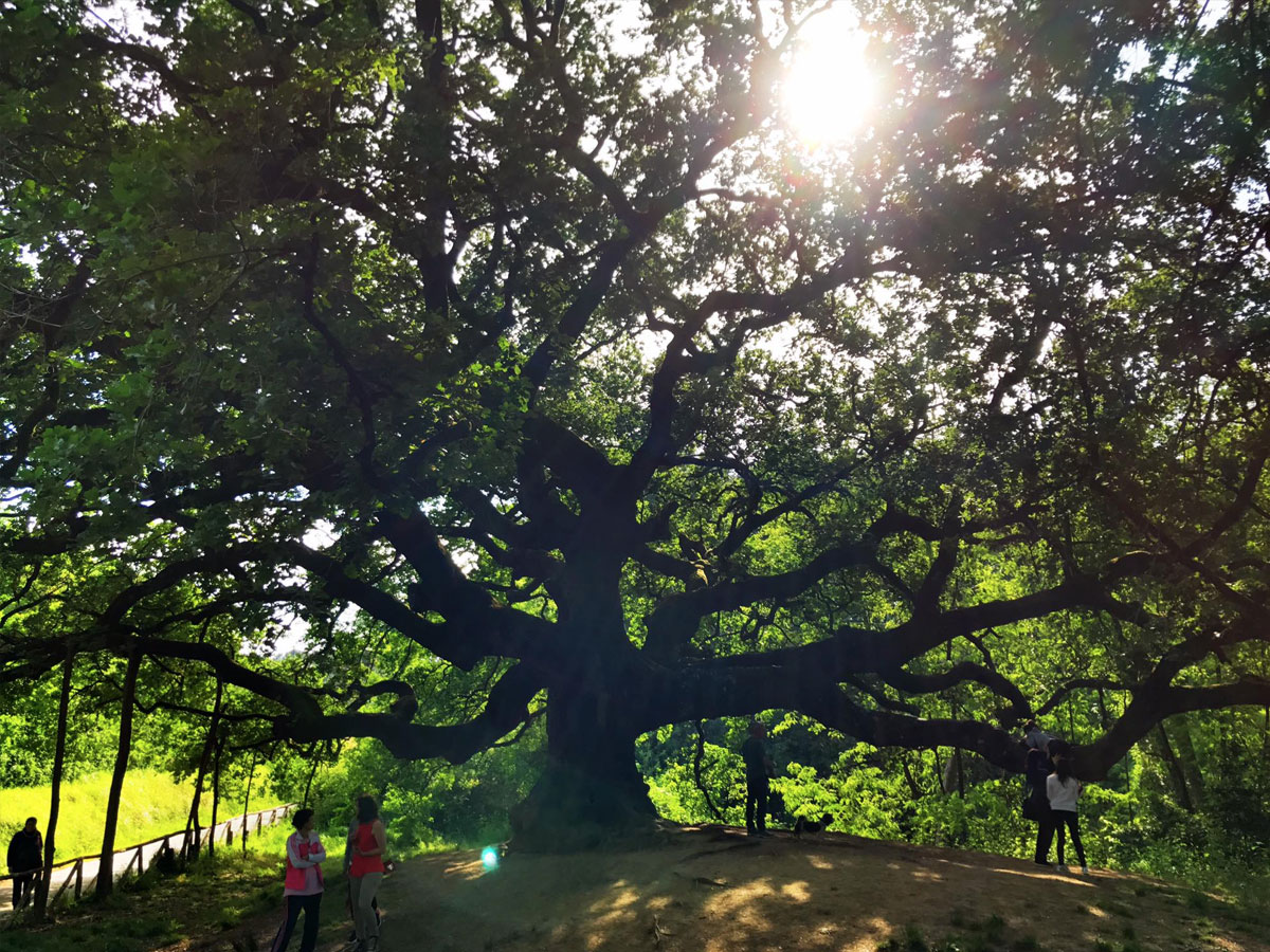 Quercia delle Streghe